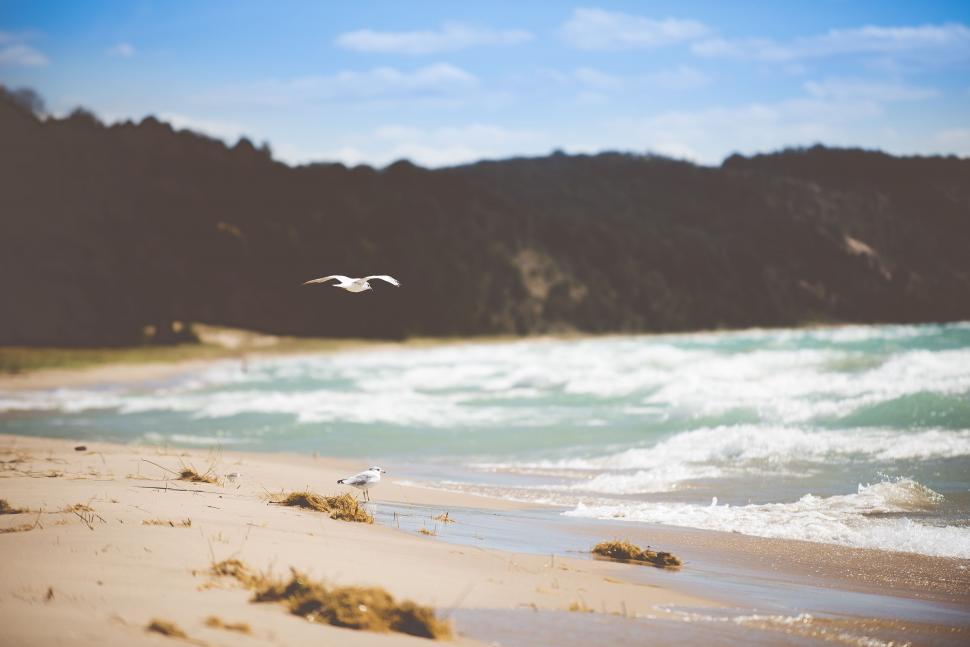 Free Image of Seagulls at seashore  