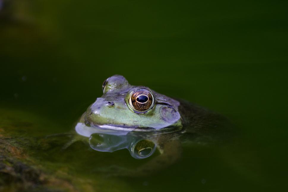 Free Image of Frog in Pond  