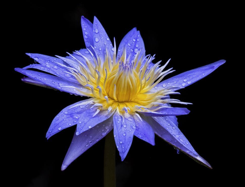 Free Image of Blue Yellow Flower  