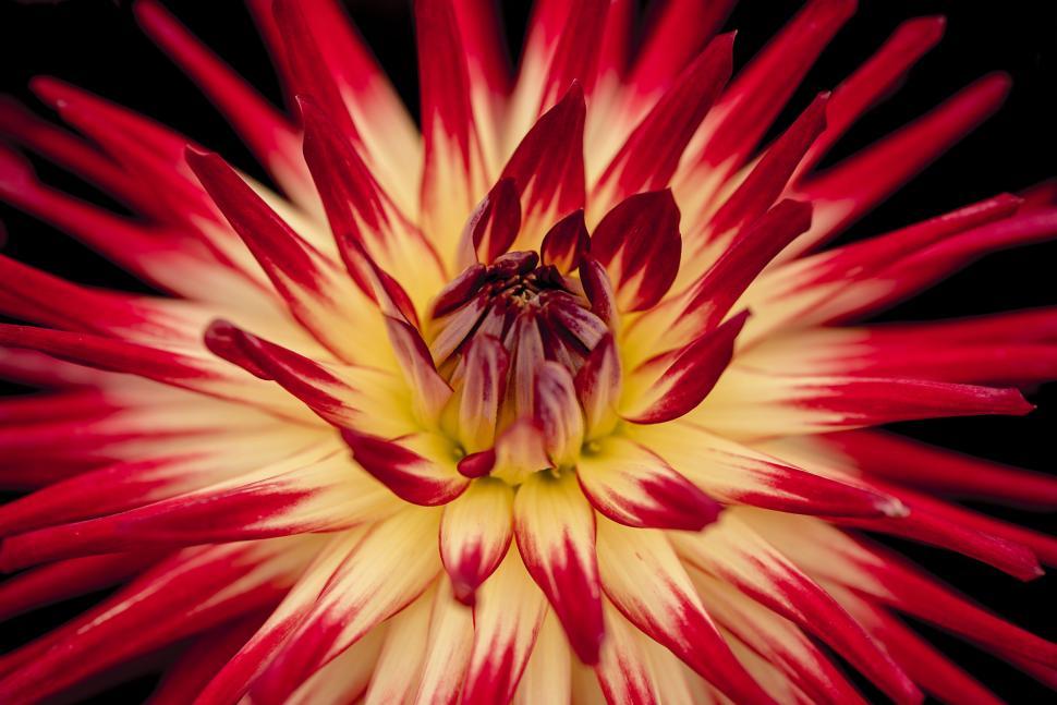 Free Image of Red Yellow Flower  