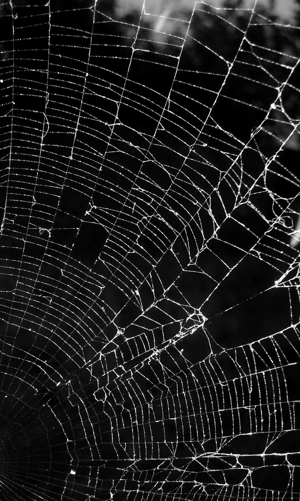 Free Image of Spiderweb on Black background  