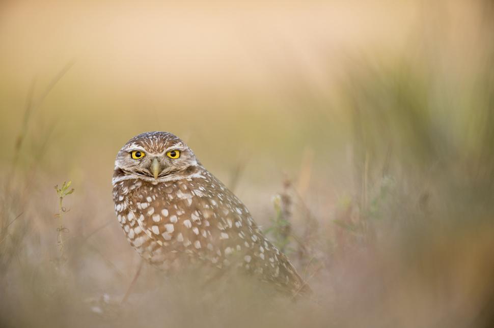 Free Image of Athene owl 