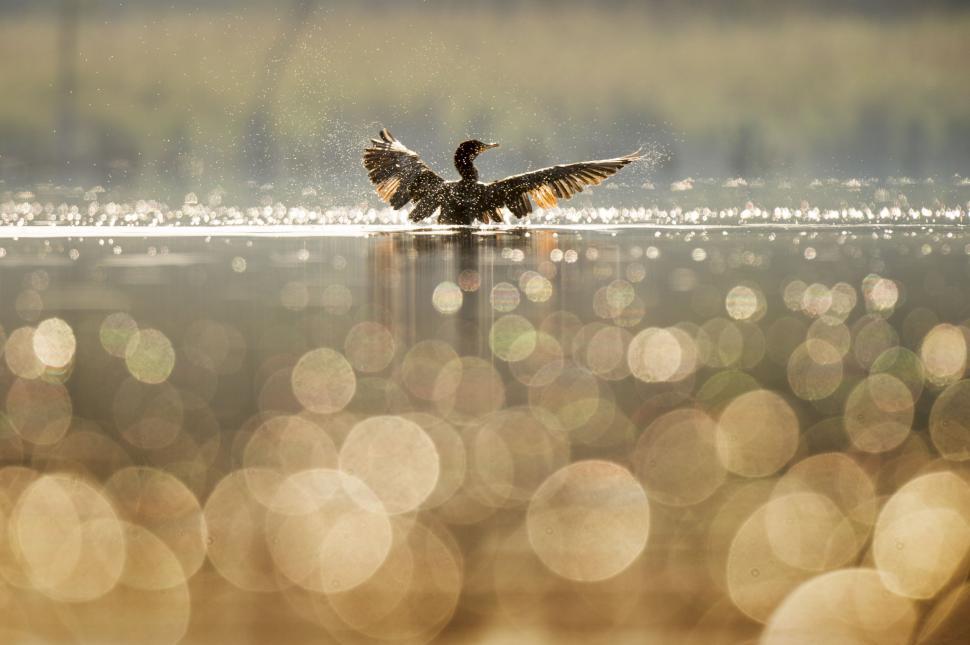 Free Image of Bokeh Light and Duck  