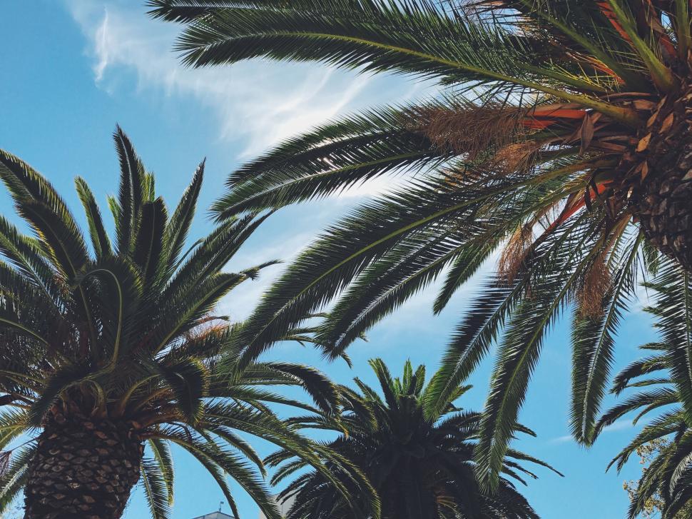 Free Image of Palm Trees  
