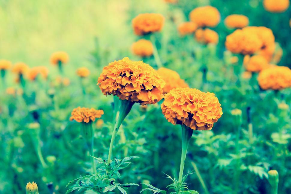 Free Image of Marigold Flowers  