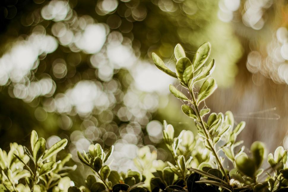 Free Image of Bokeh Lights and Leaves  