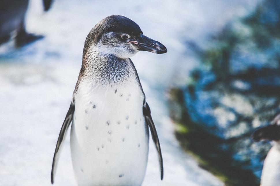 Free Image of Penguin on Snow  