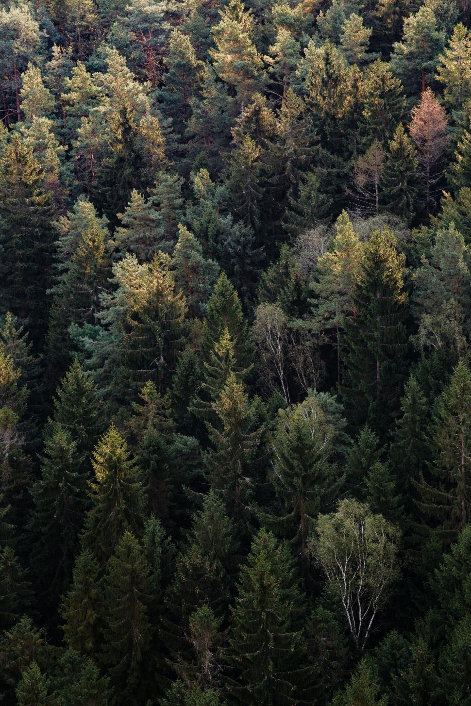Free Image of Trees from Above  