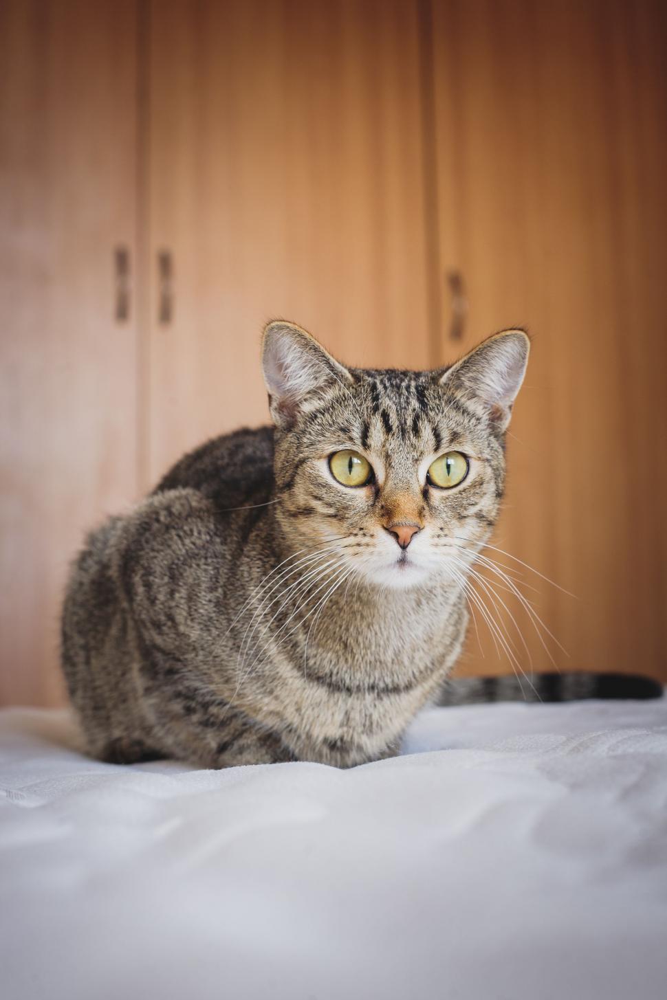 Free Image of Domestic cat  