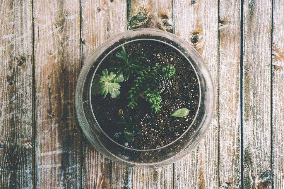 Free Image of Terrarium on wooden table  