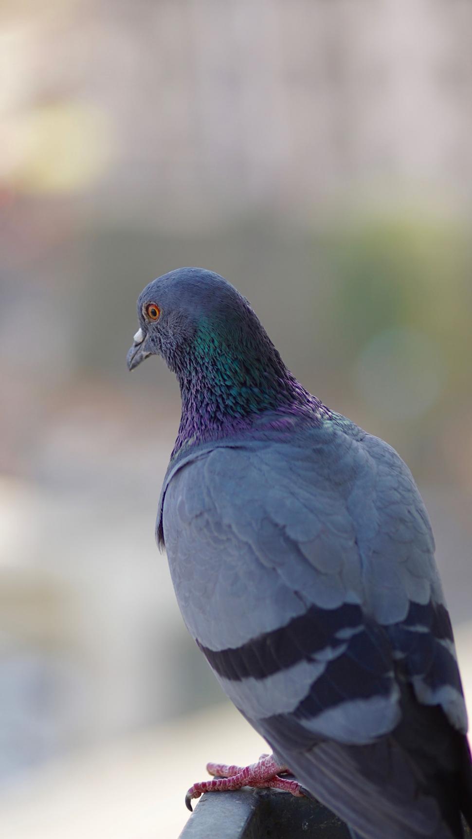 Free Image of Common pigeon 