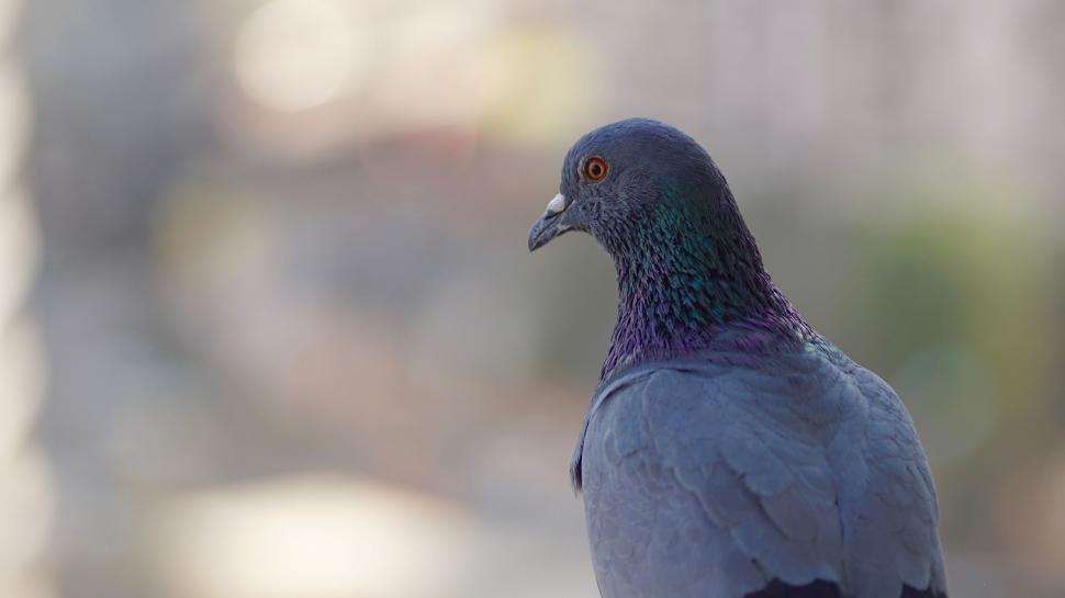 Free Image of Rock pigeon 