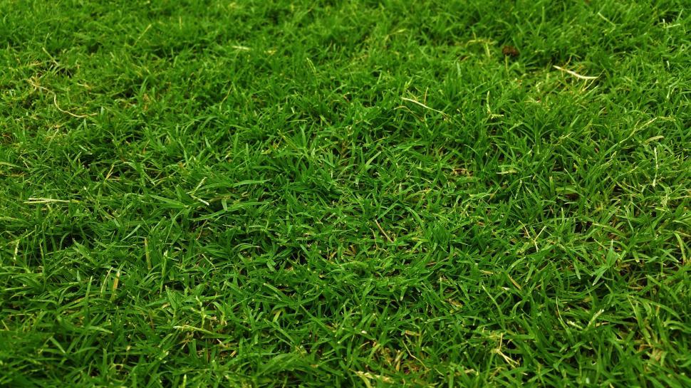 Download Free Stock Photo of Wet Grass - Background  