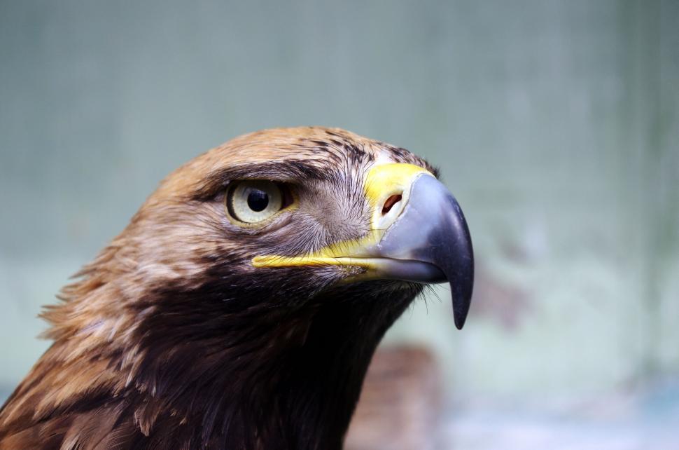 Free Image of Golden eagle 