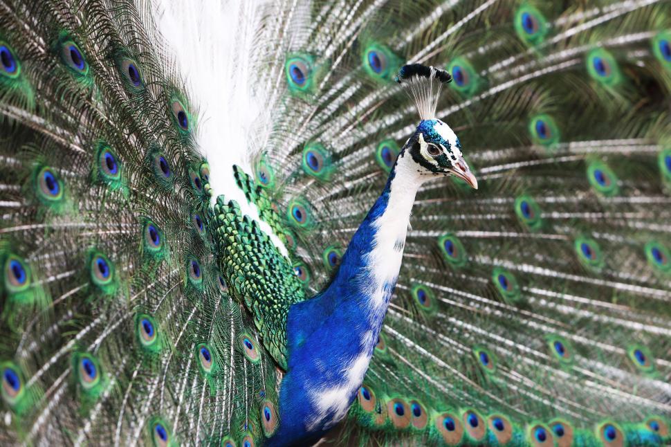 Free Image of Peacock - Detailing  