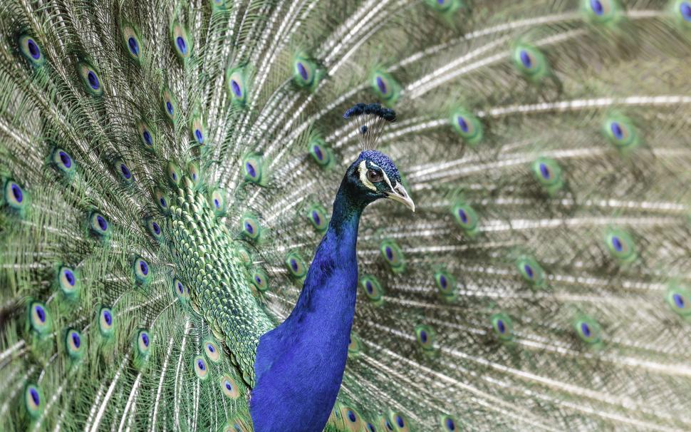 Free Image of Peacock with open wings  