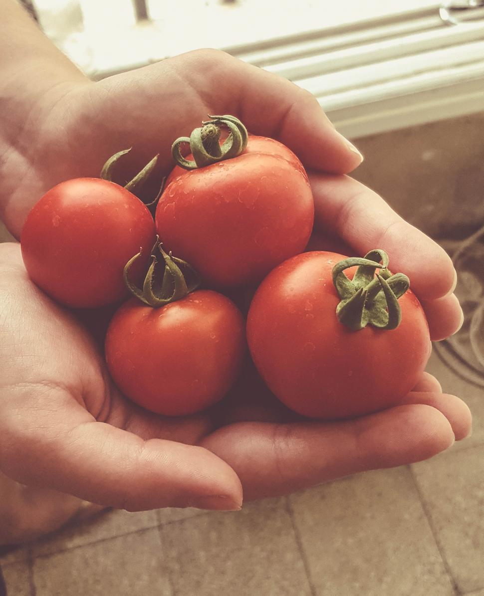 Free Image of Red Tomatoes  