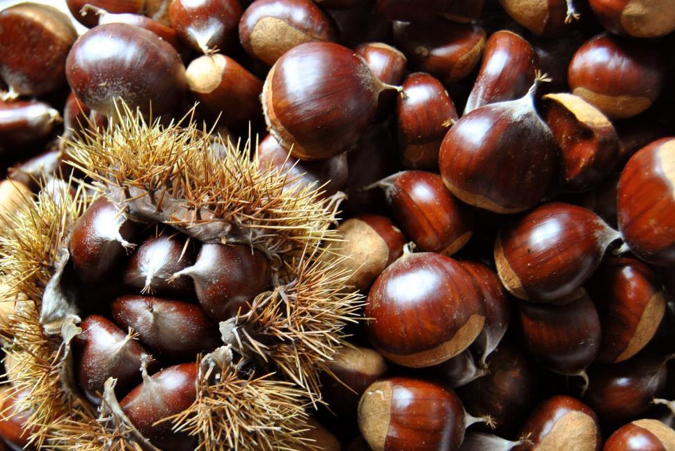 Free Image of Chestnuts and hedgehogs 