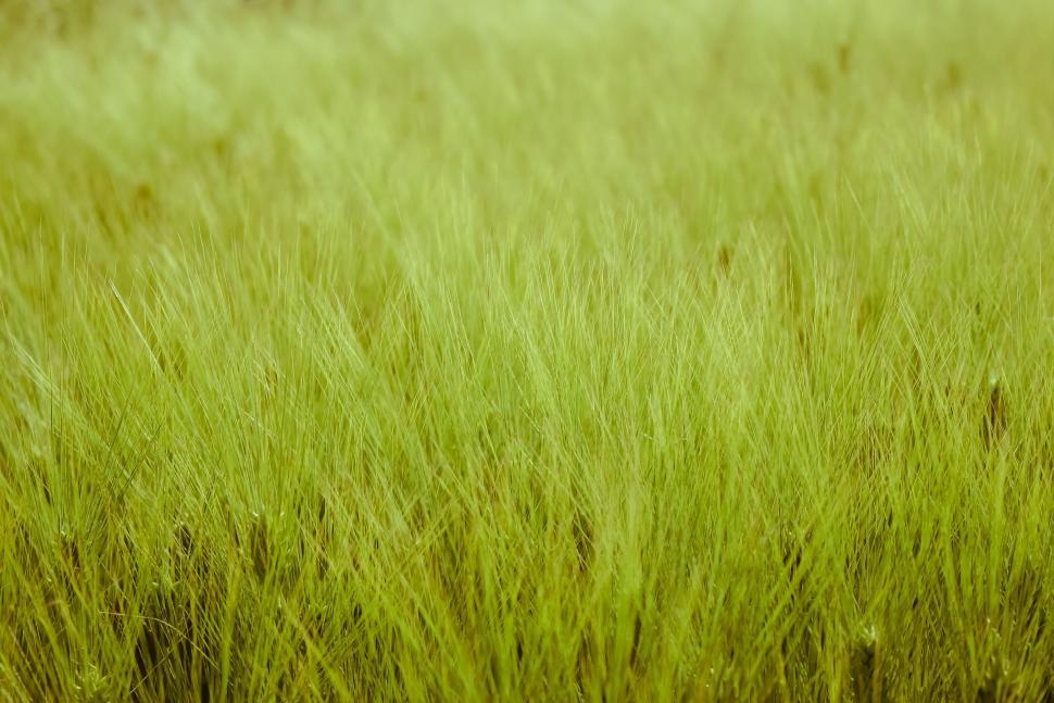 Free Image of Green wheat grass 
