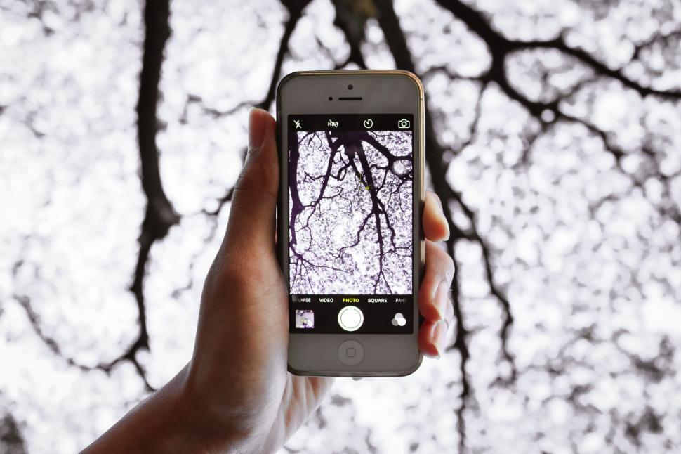 Free Image of Taking picture of dead tree with iPhone 