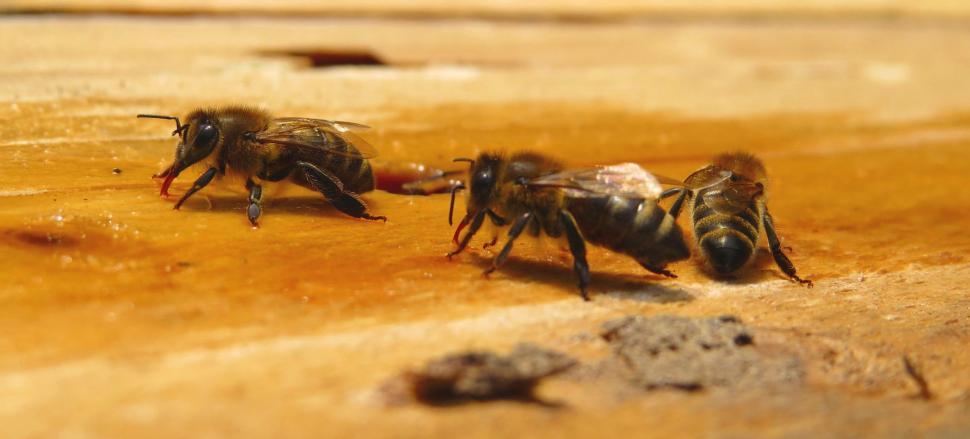 Free Image of Honey bees 