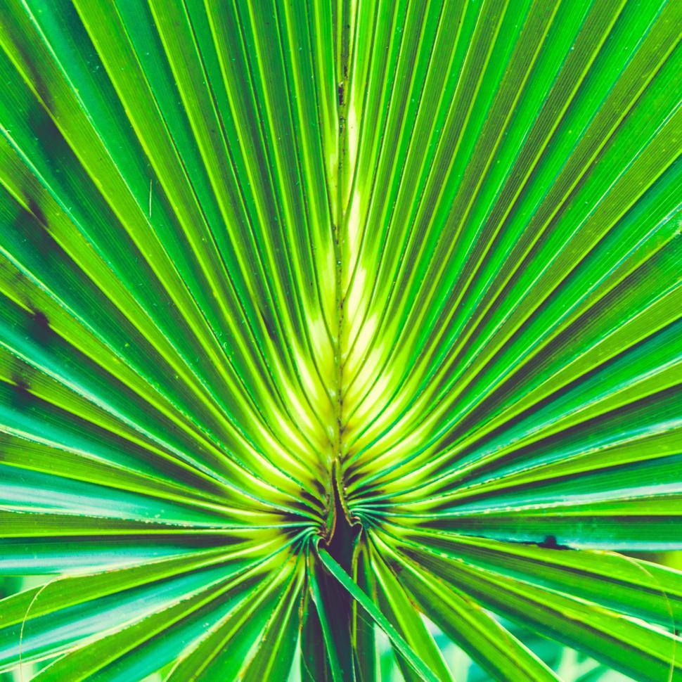 Free Image of Palm leaves 