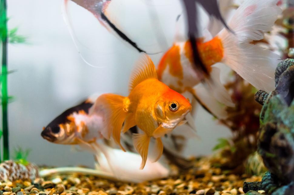 Free Image of Fishes in Aquarium 