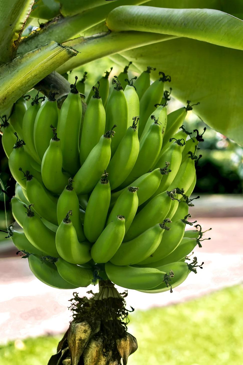 Free Image of Green bananas  
