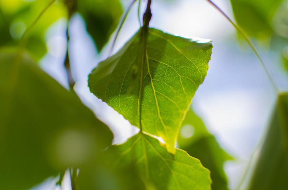 Free Image of Hanging Green Leaves  