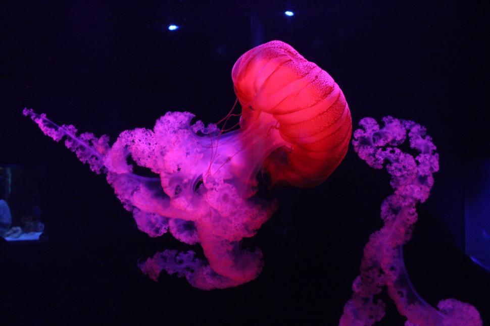 Free Image of Red Jellyfish 