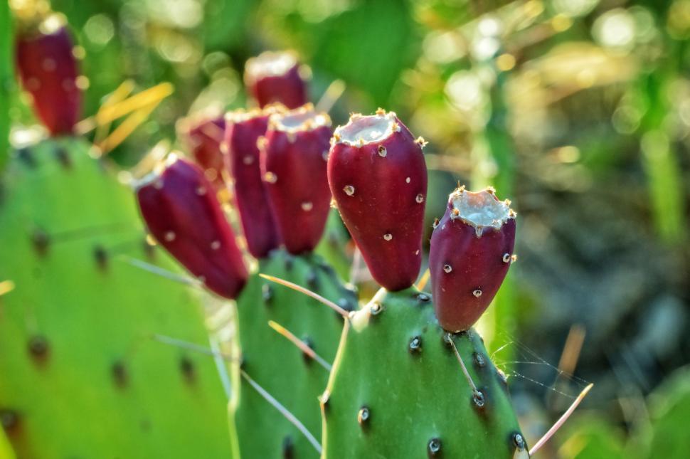 Free Image of Prickly pear cactus   