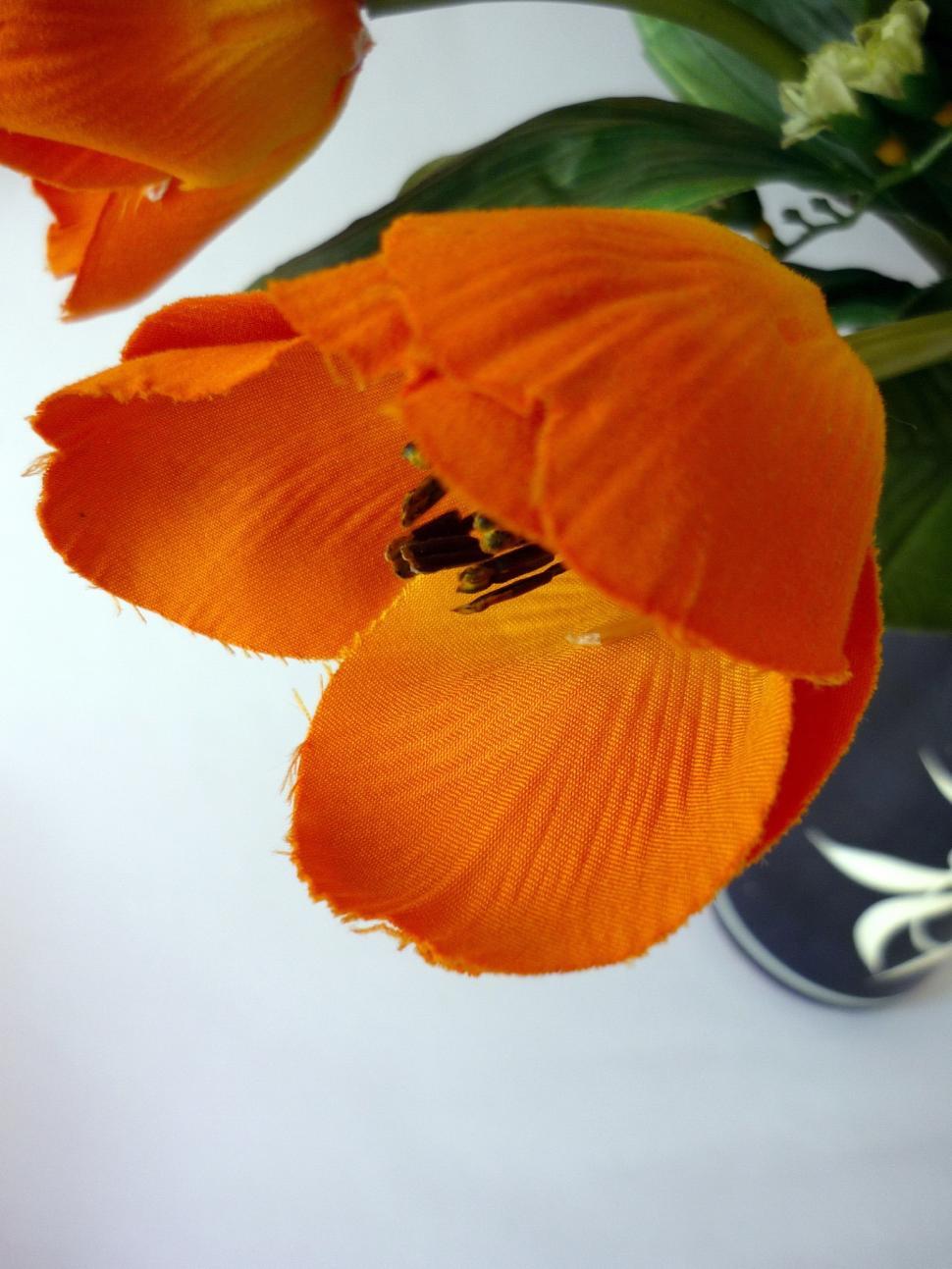 Free Image of Orange Tulips 