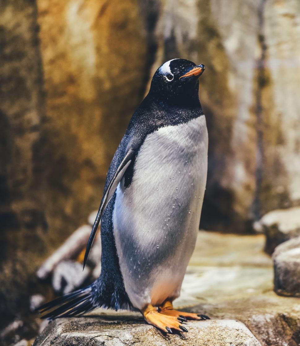 Free Image of Penguin on rock 