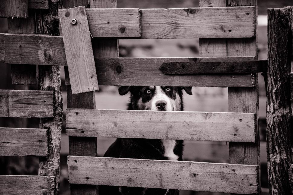 Free Image of Black and white dog - eye contact 