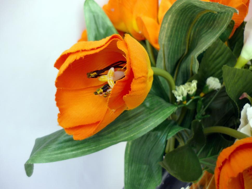 Free Image of Orange Tulips 
