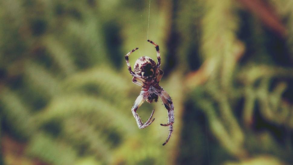 Free Image of Spider (arachnids) 