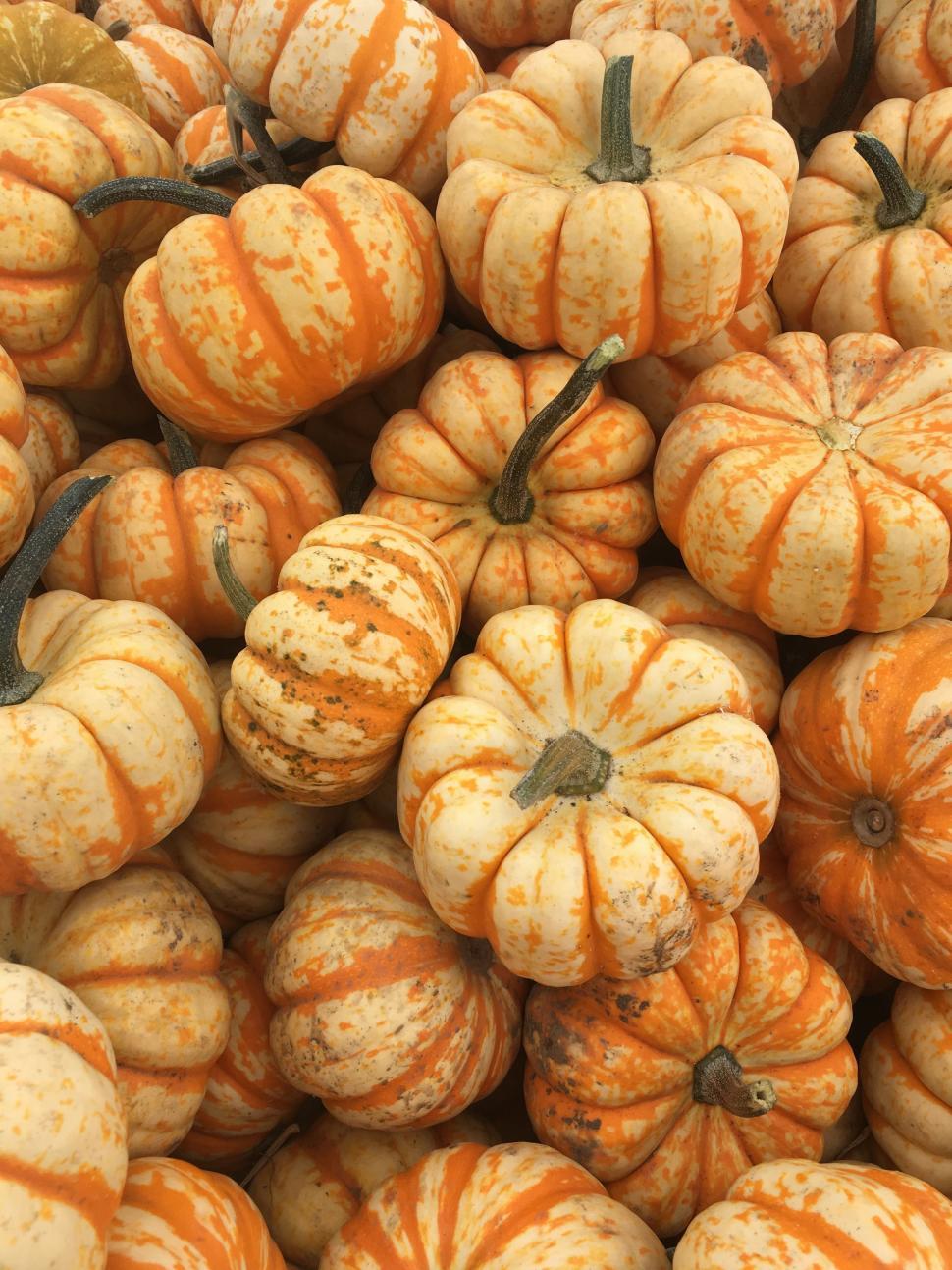 Free Image of Pile of Pumpkins  