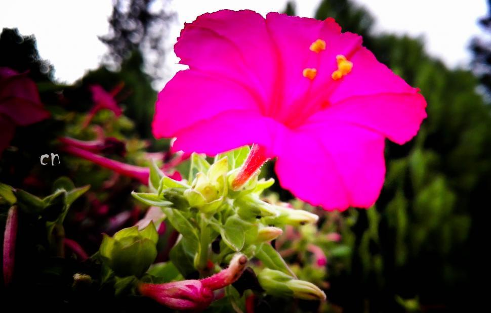 Free Image of Pink Flower in the garden 