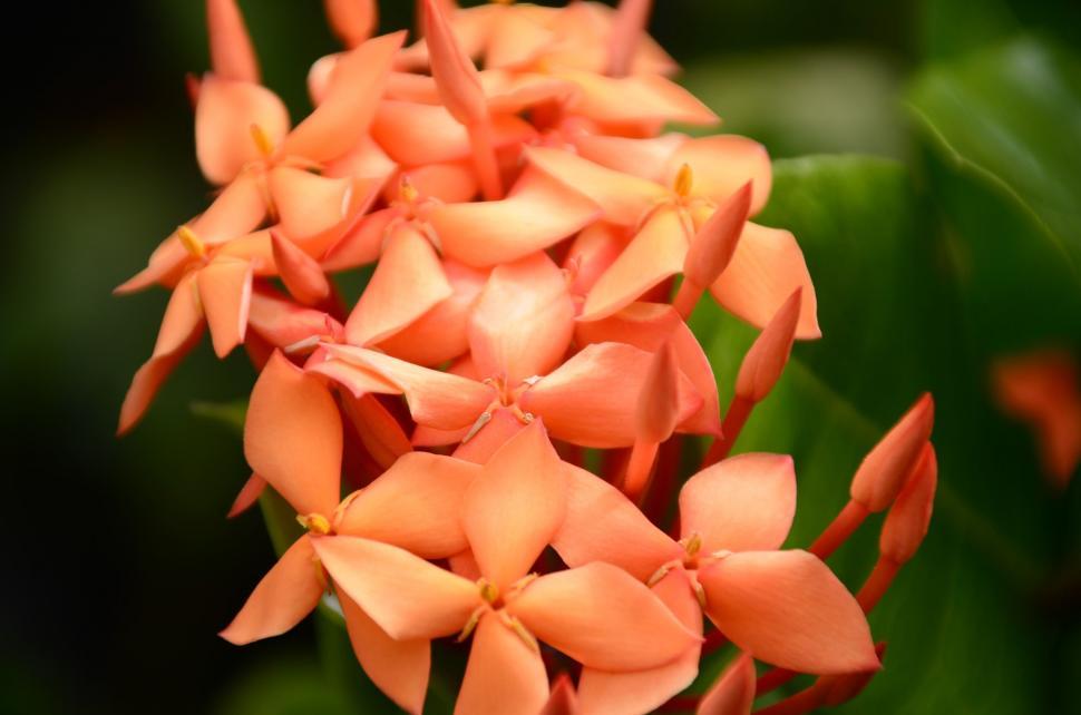 Free Image of Orange Flowers  