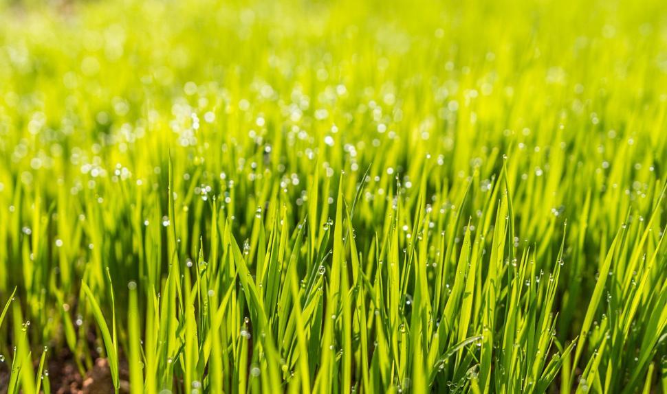 Free Image of Grass with Dew  