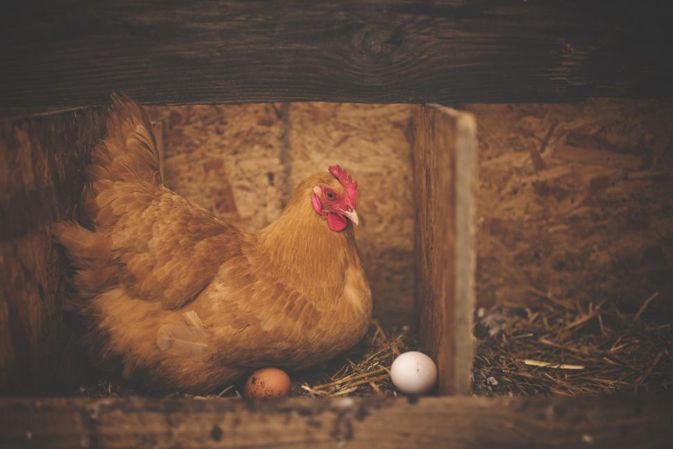 Free Image of Brown Hen with eggs  