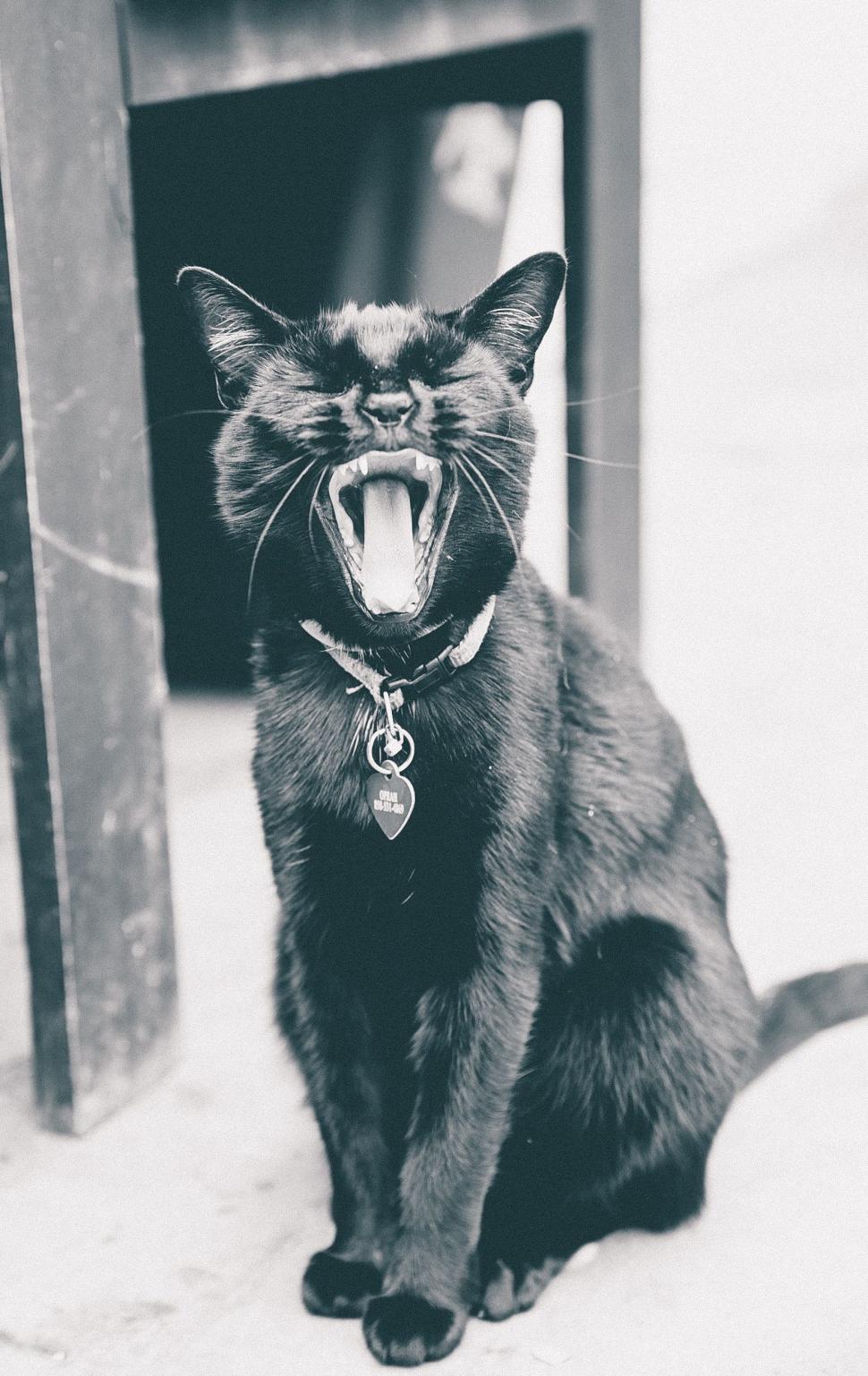 Free Image of Yawning Cat  