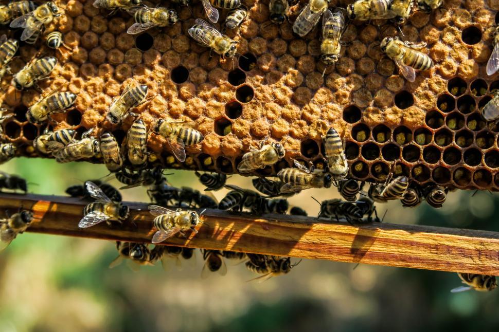 Free Image of Honey bees 