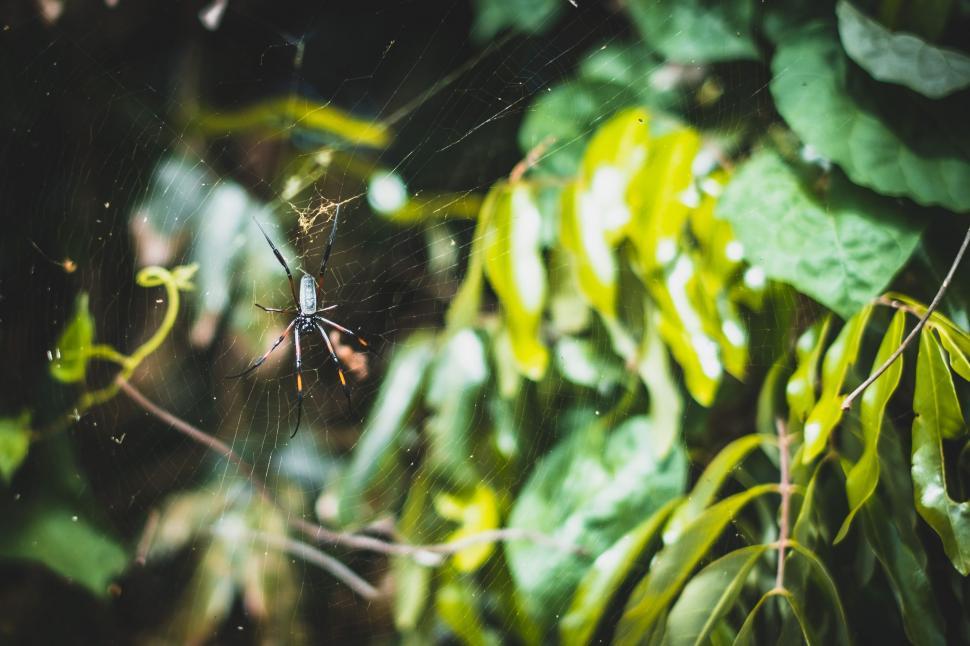 Free Image of Spider and Green Leaves  