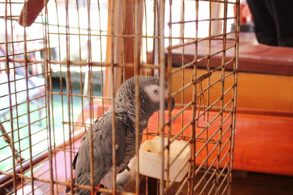 Free Image of Grey parrot 