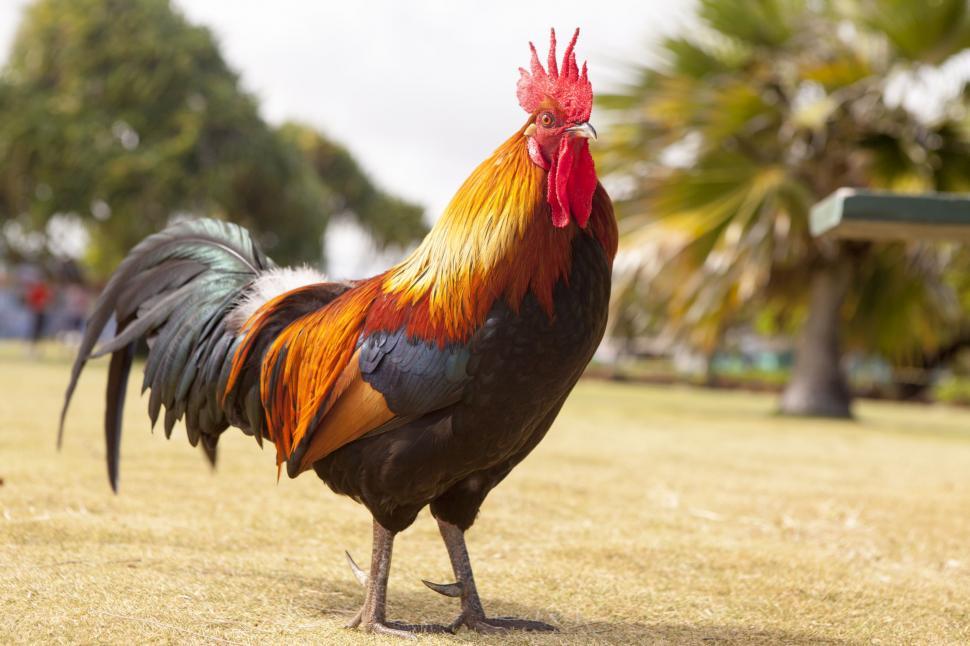Free Image of Black and brown rooster 
