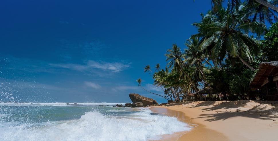 Free Image of Coconut trees at the beach with blue sky  