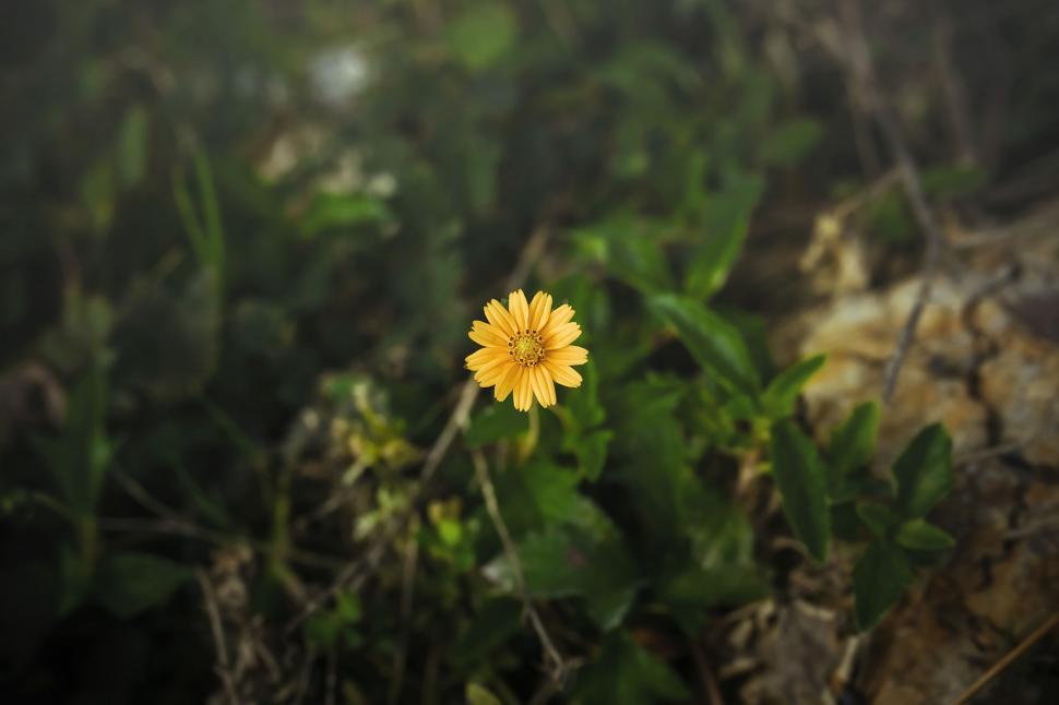 Free Image of Single Yellow Flower  