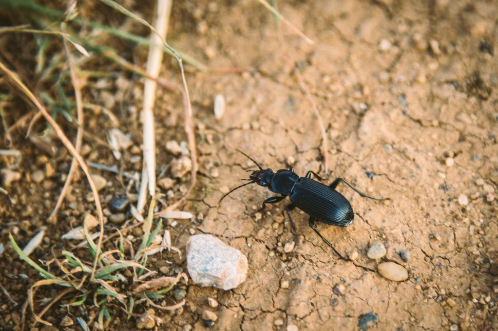 Free Image of Black Beetle Insect  
