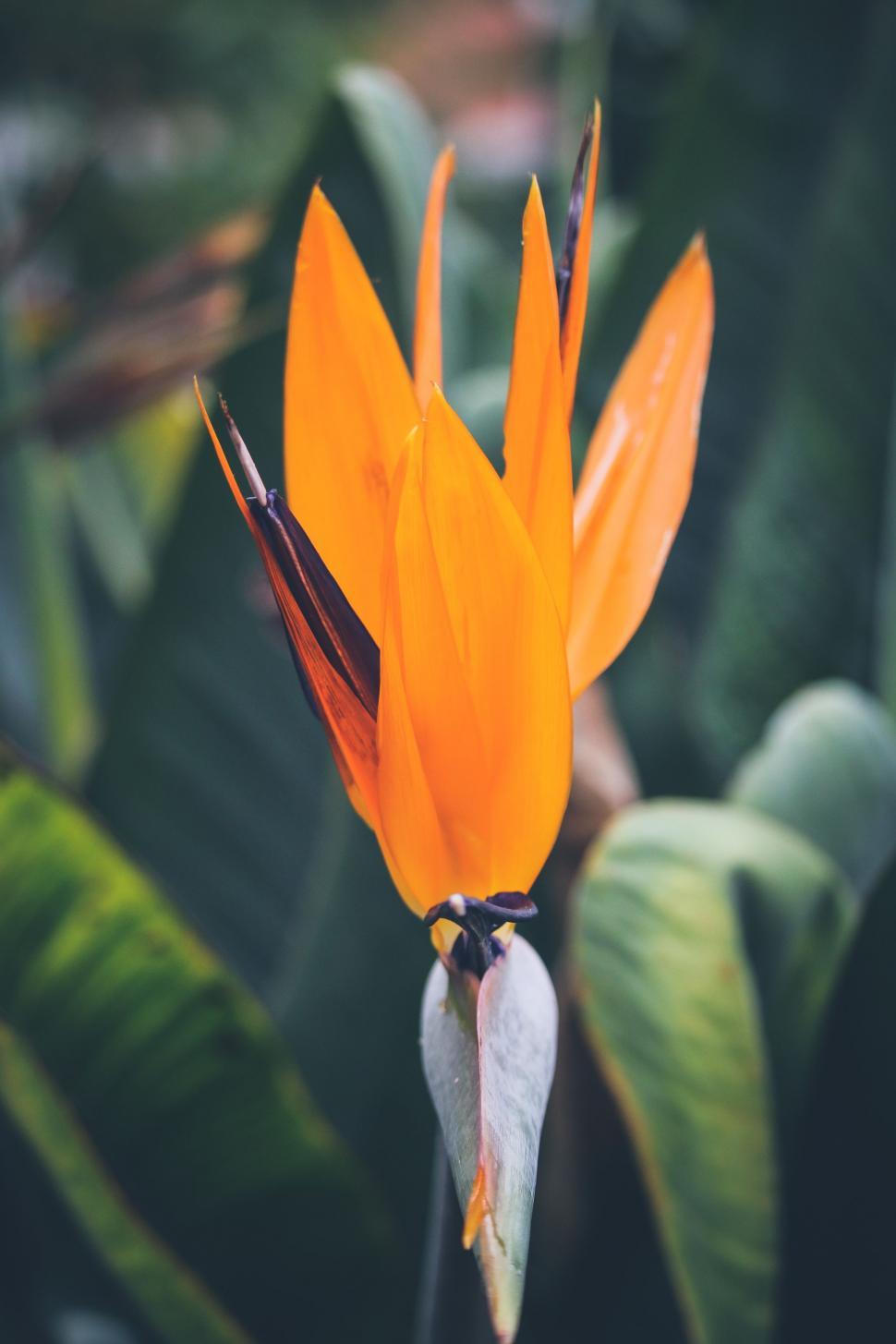 Free Image of Single Orange Flower 